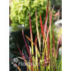 Imperata 'Red Baron' | Imperata