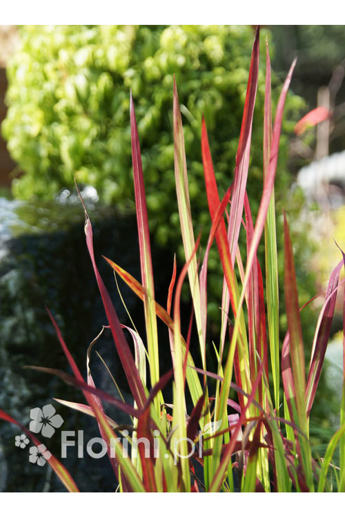 Imperata 'Red Baron' | Imperata