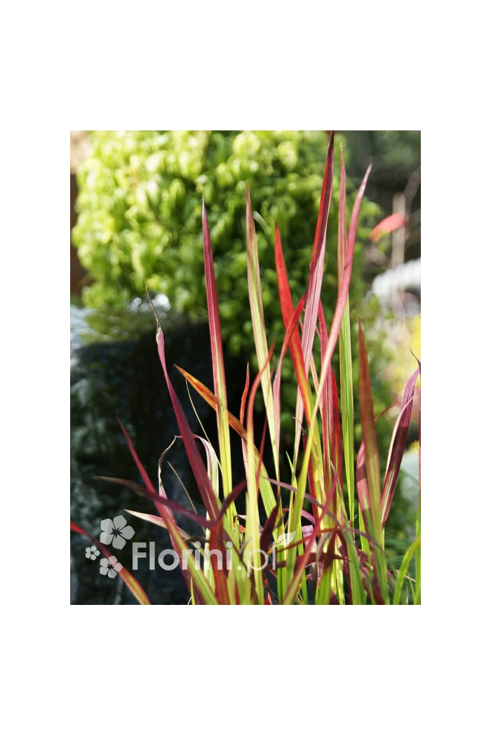 Imperata 'Red Baron' | Imperata