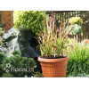 Imperata 'Red Baron' | Imperata