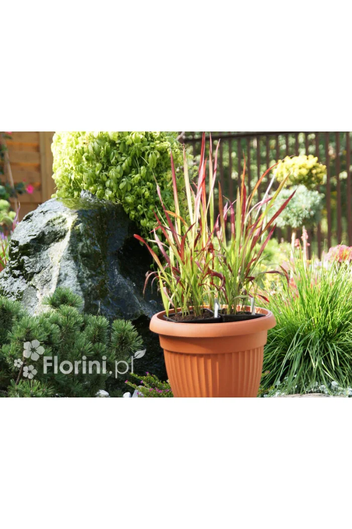 Imperata 'Red Baron' | Imperata