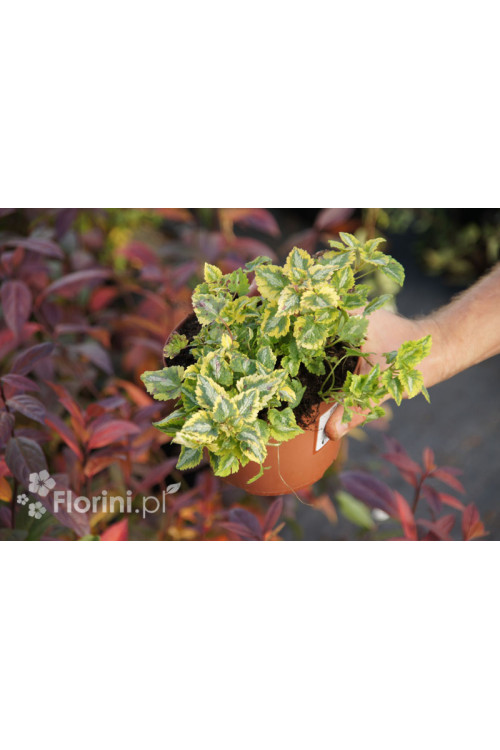 Jasnota plamista 'Golden Anniversary' Lamium maculatum