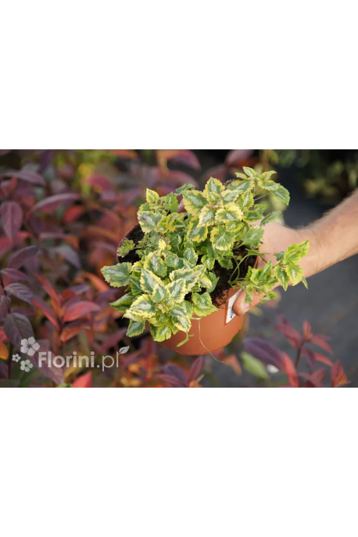 Jasnota plamista 'Golden Anniversary' Lamium maculatum