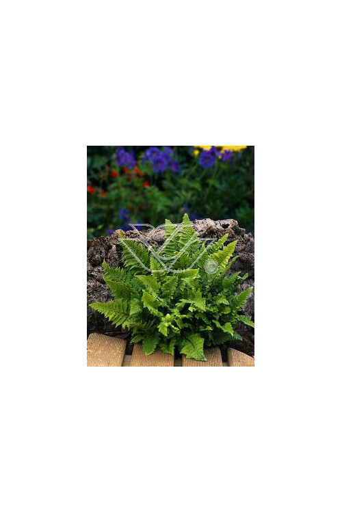 Paprotnik szczecinkozębny 'Congestum' | Polystichum setiferum