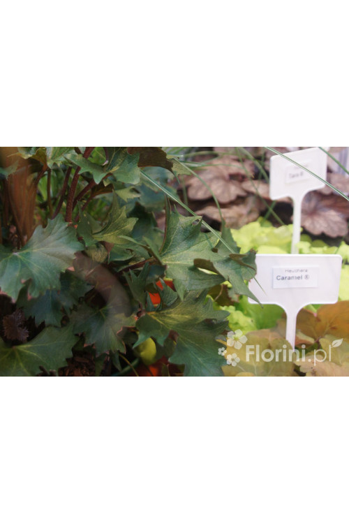 Języczka 'Osiris Cafe Noir' Ligularia