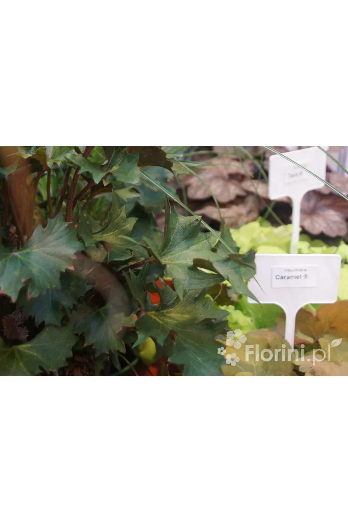 Języczka 'Osiris Cafe Noir' Ligularia