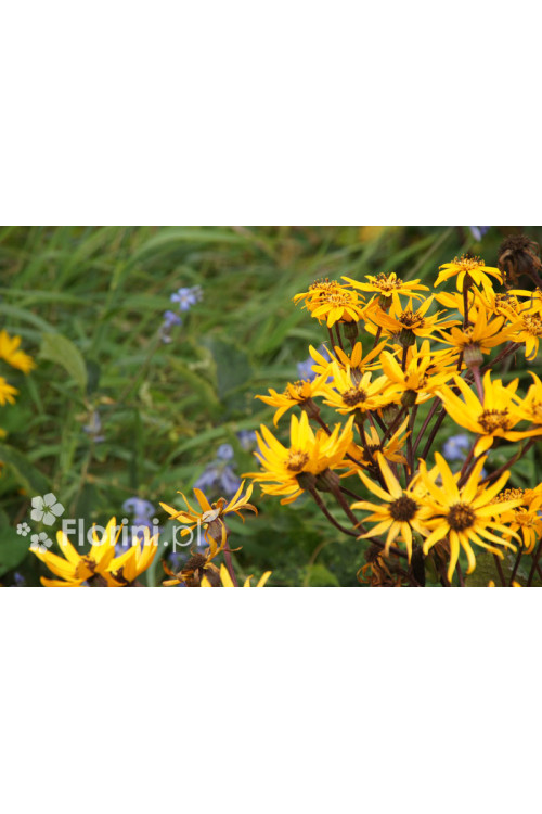 Języczka pomarańczowa 'Othello' Ligularia dentata