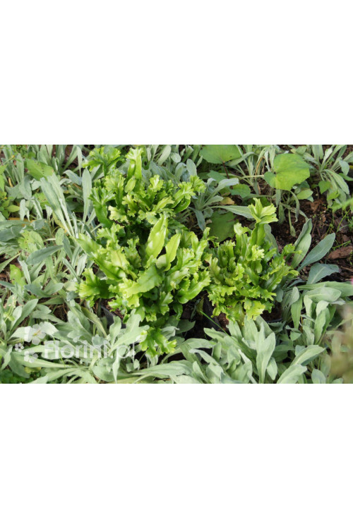 Języcznik zwyczajny 'Cristatum' | Phyllitis scolopendrium