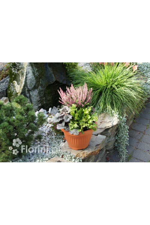 Języcznik zwyczajny 'Cristatum' | Phyllitis scolopendrium