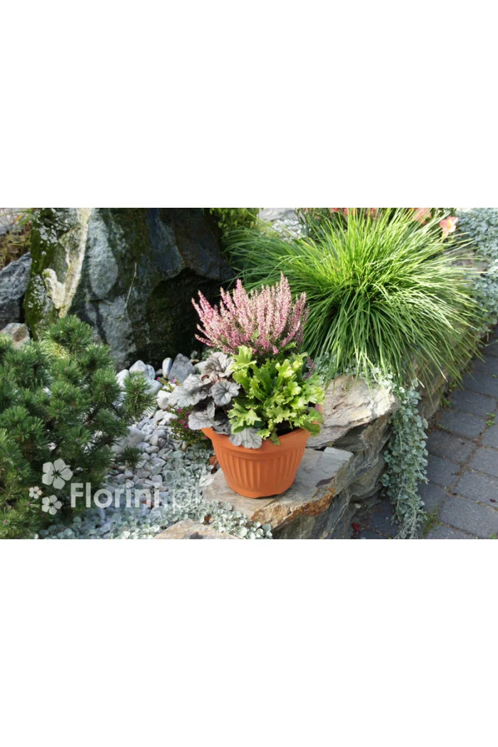 Języcznik zwyczajny 'Cristatum' | Phyllitis scolopendrium