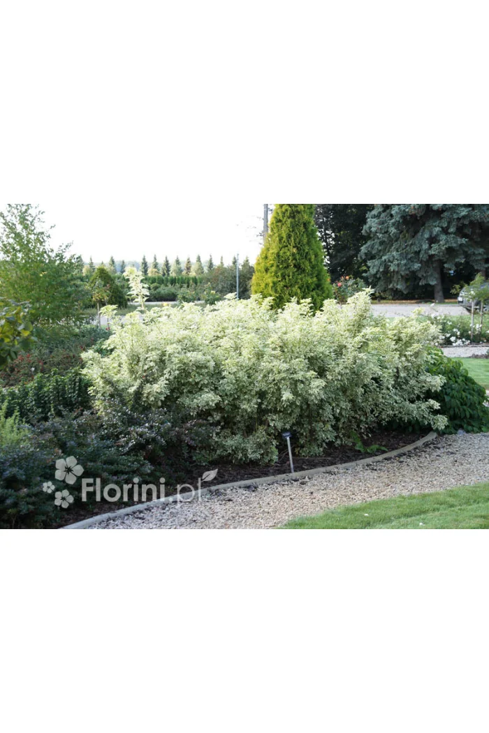 Kolcosił Siebolda 'Variegatus' Eleutherococcus sieboldianusi