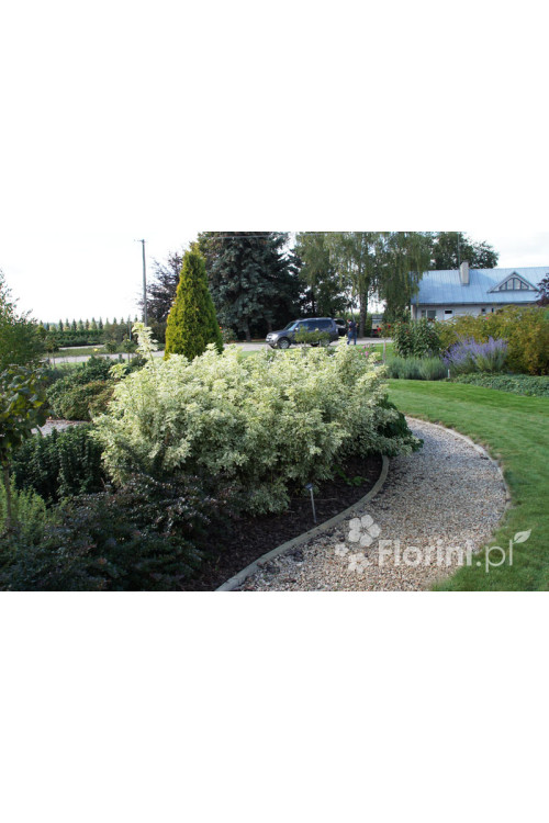 Kolcosił Siebolda 'Variegatus' Eleutherococcus sieboldianusi