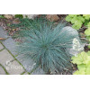 Kostrzewa sina 'Azurit' | Festuca glauca