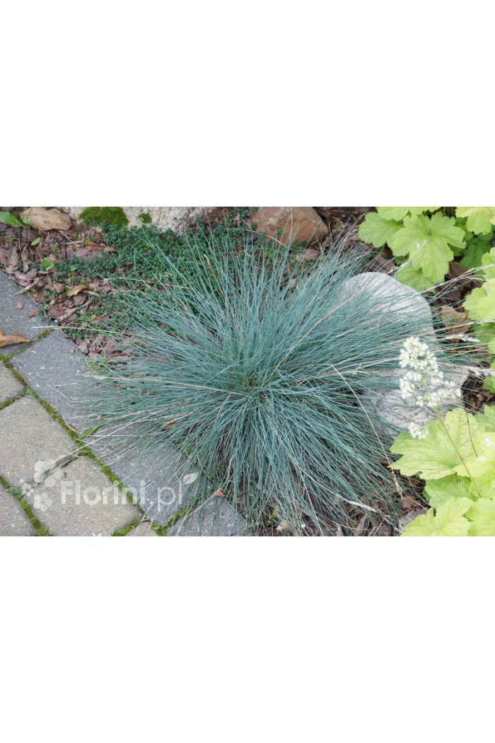 Kostrzewa sina 'Azurit' | Festuca glauca