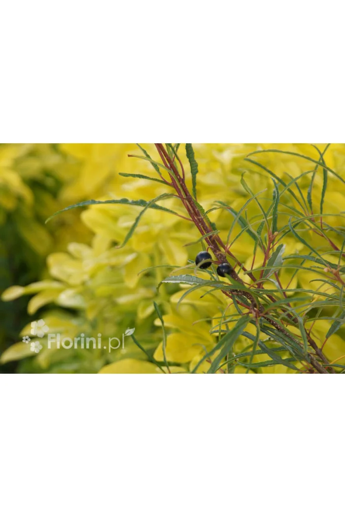 Kruszyna pospolita 'Asplenifolia' | Frangula alnus