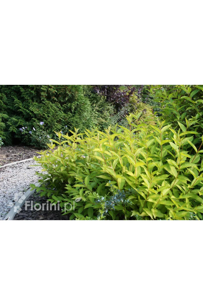 Krzewuszka cudowna 'Olympiade' | Weigela florida