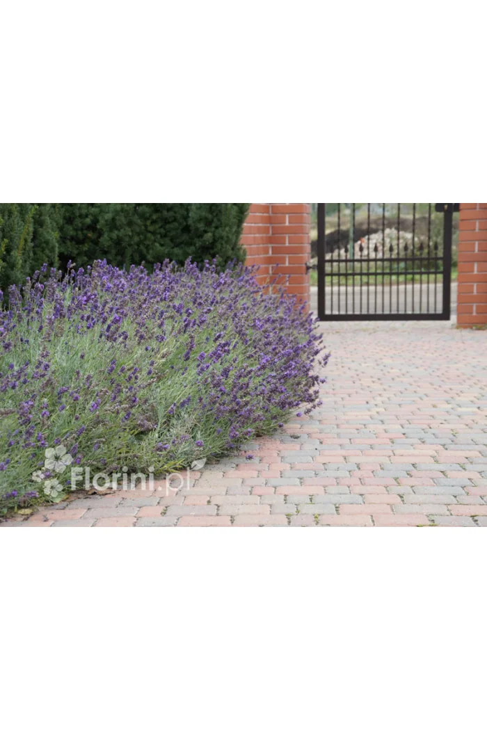 Lawenda wąskolistna | Lavandula angustifolia