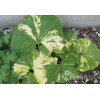 Lepiężnik japoński 'Variegata' Petasites japonicus