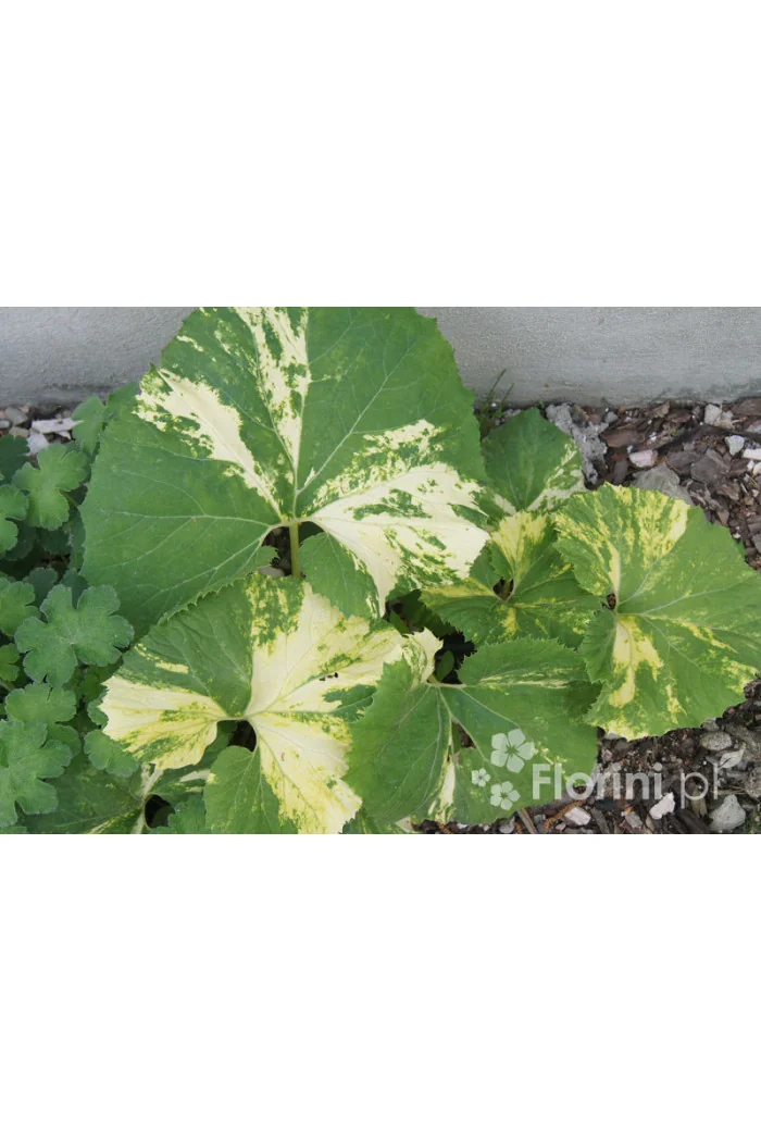 Lepiężnik japoński 'Variegata' Petasites japonicus