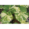 Lepiężnik japoński 'Variegata' Petasites japonicus