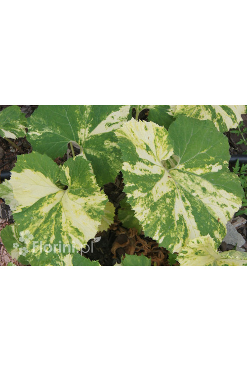 Lepiężnik japoński 'Variegata' Petasites japonicus