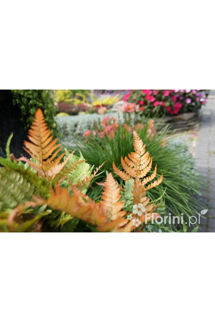 Narecznica czerwonozawijkowa| Dryopteris erythrosora