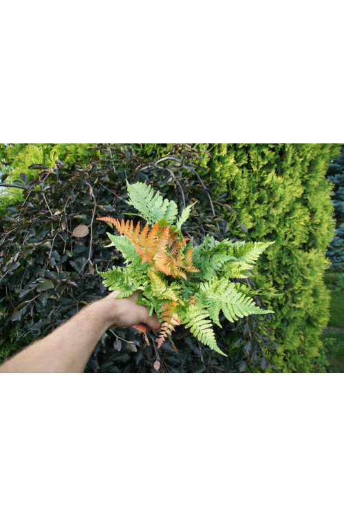 Narecznica czerwonozawijkowa| Dryopteris erythrosora