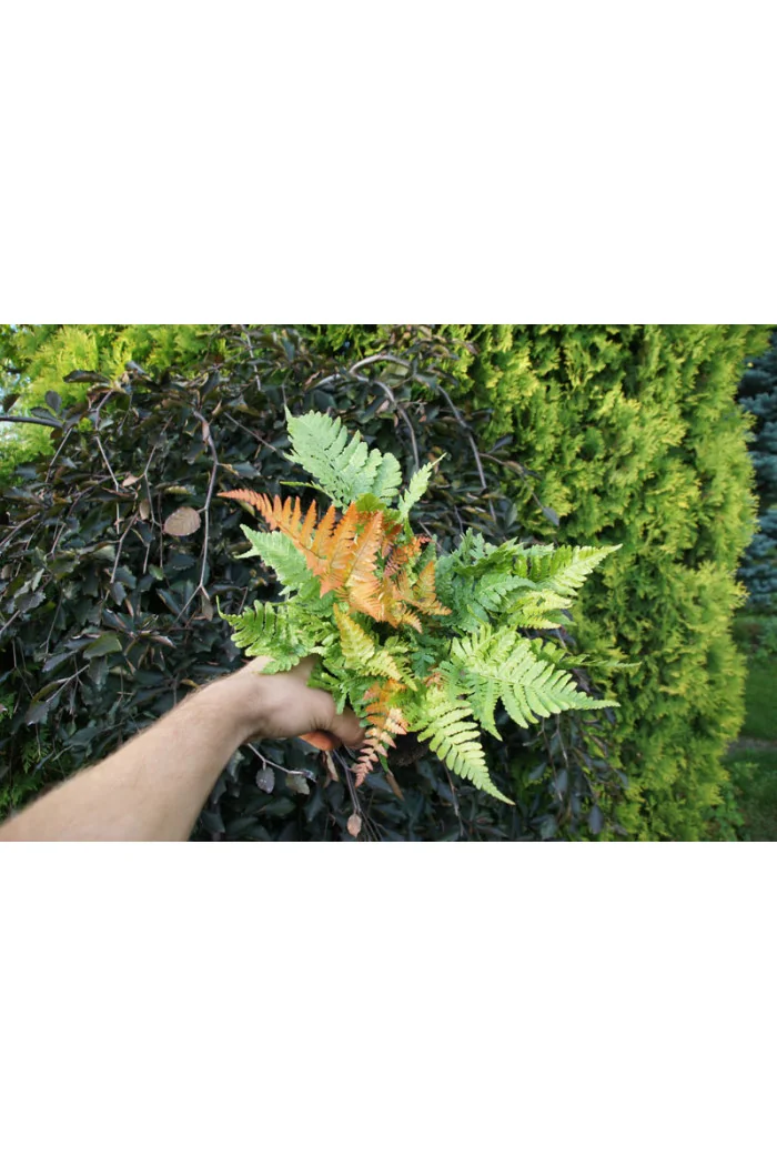 Narecznica czerwonozawijkowa| Dryopteris erythrosora
