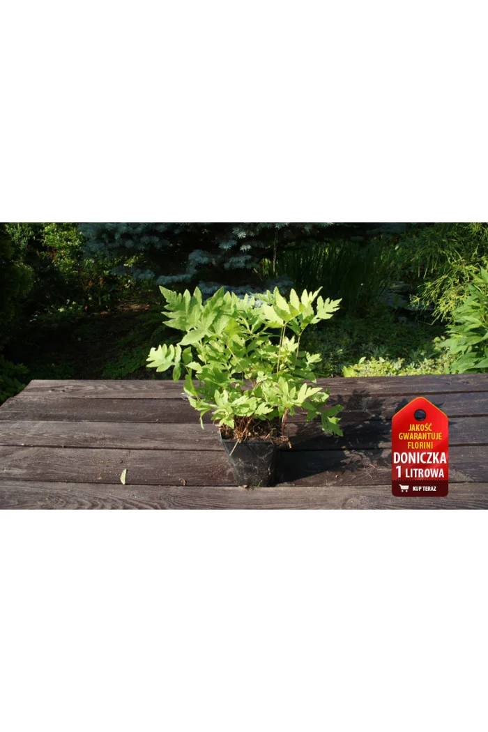 Onoklea wrażliwa | Onoclea sensibilis