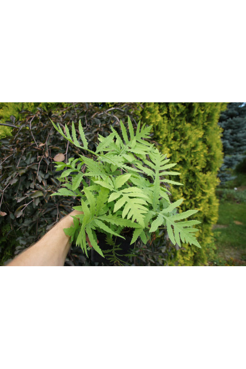 Onoklea wrażliwa | Onoclea sensibilis