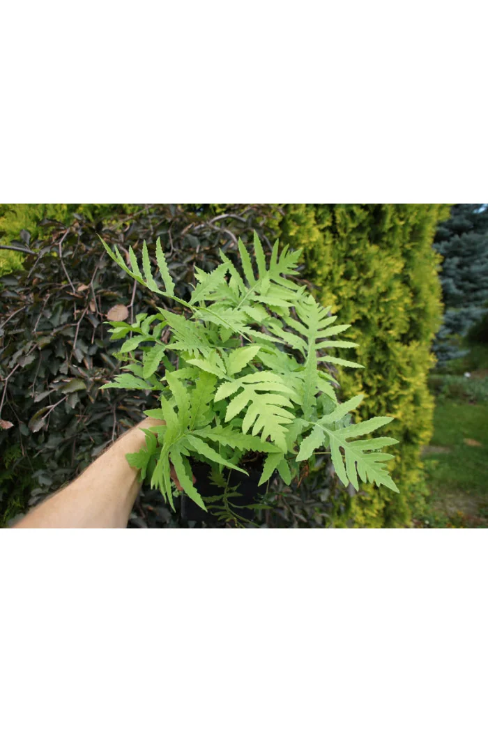 Onoklea wrażliwa | Onoclea sensibilis