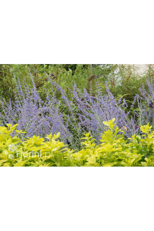 Perowskia łobodolistna | Perovskia atriplicifolia