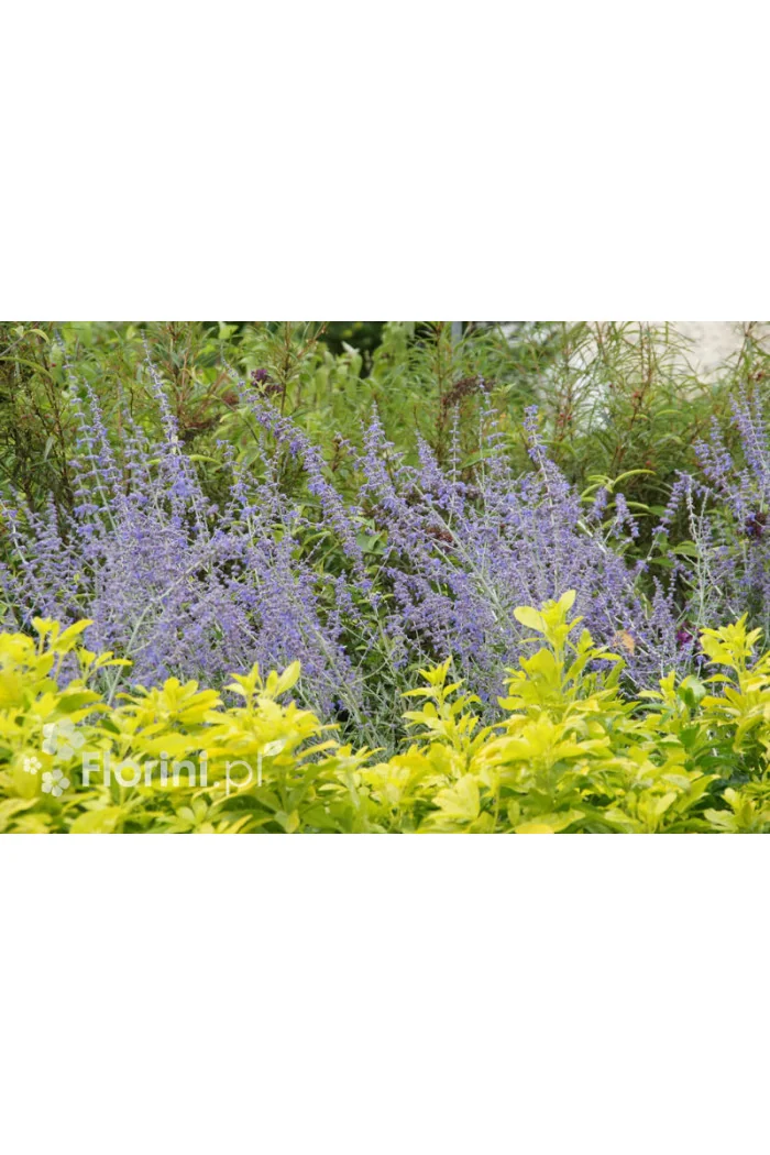Perowskia łobodolistna | Perovskia atriplicifolia