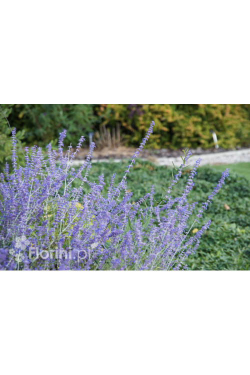Perowskia łobodolistna | Perovskia atriplicifolia