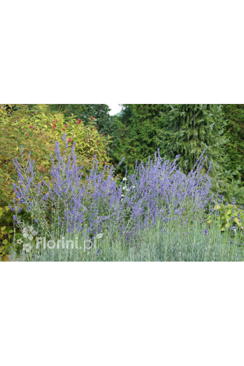 Perowskia łobodolistna | Perovskia atriplicifolia