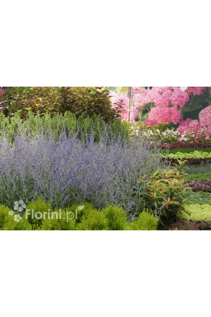 Perowskia łobodolistna | Perovskia atriplicifolia