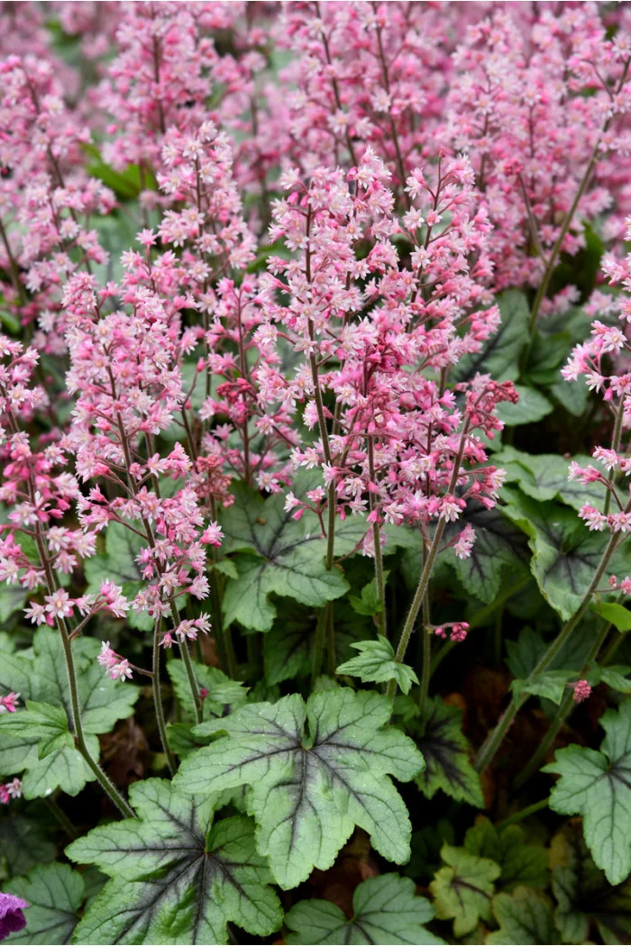 Żuraweczka 'Pink Revolution' | Heucherella