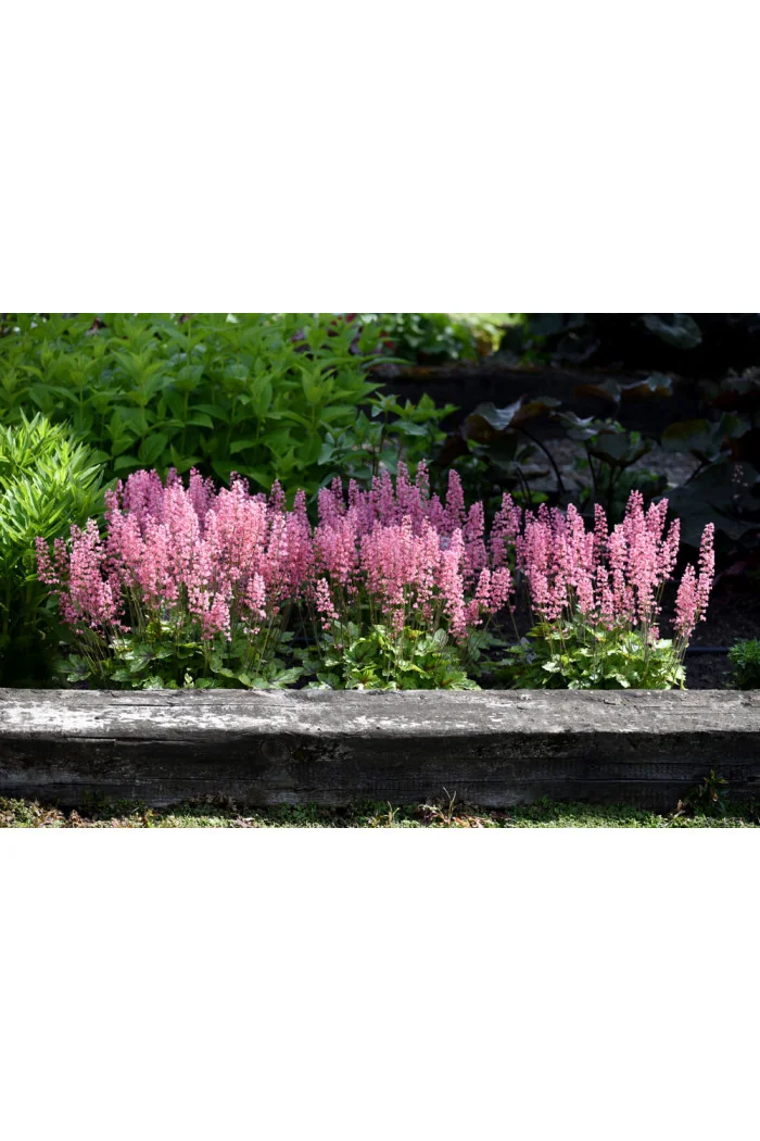 Żuraweczka 'Pink Revolution' | Heucherella