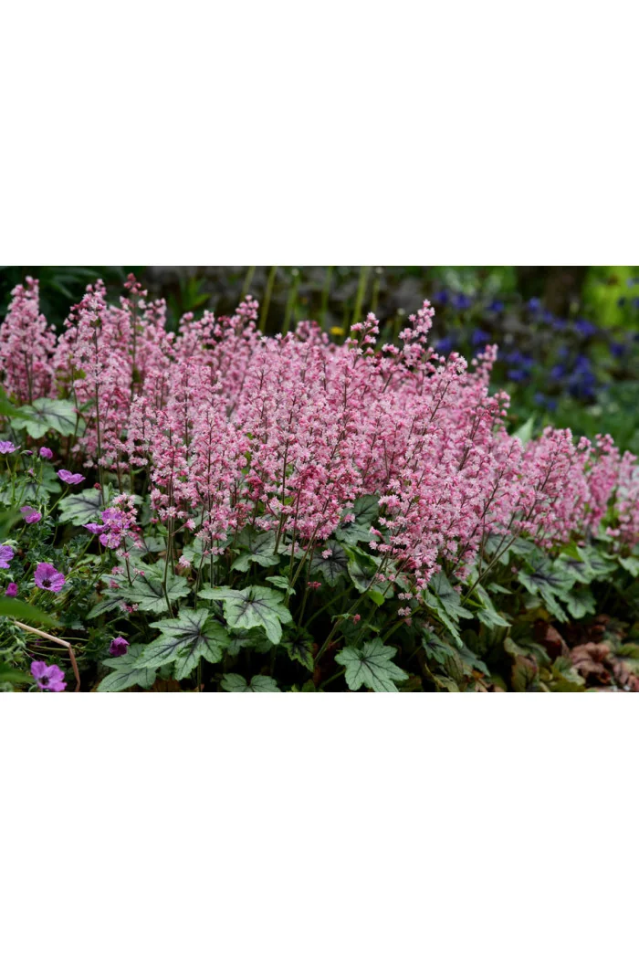 Żuraweczka 'Pink Revolution' | Heucherella