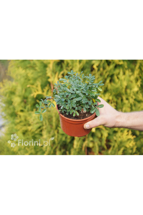 Pięciornik trójząbkowy 'Nuuk' Potentilla tridentata