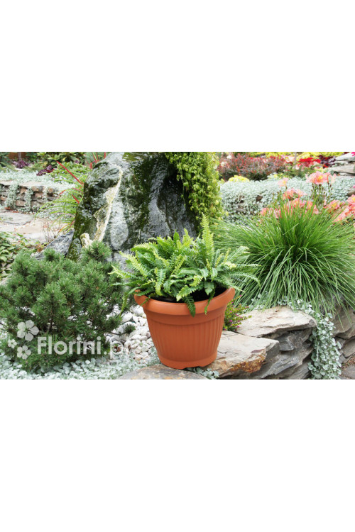 Podrzeń żebrowiec | Blechnum spicant