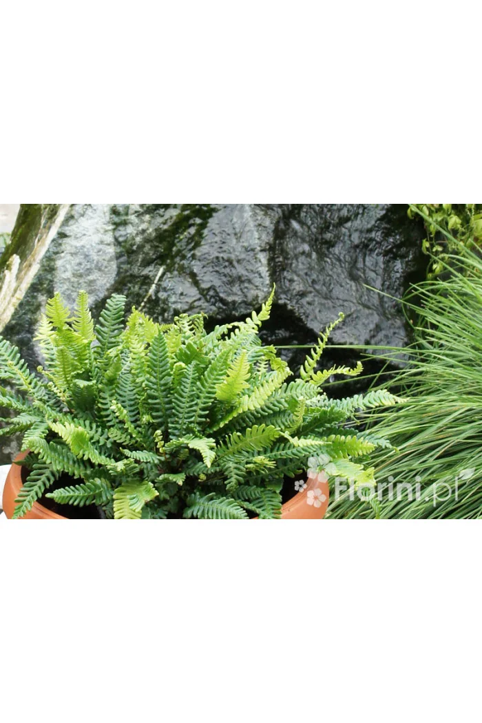 Podrzeń żebrowiec | Blechnum spicant