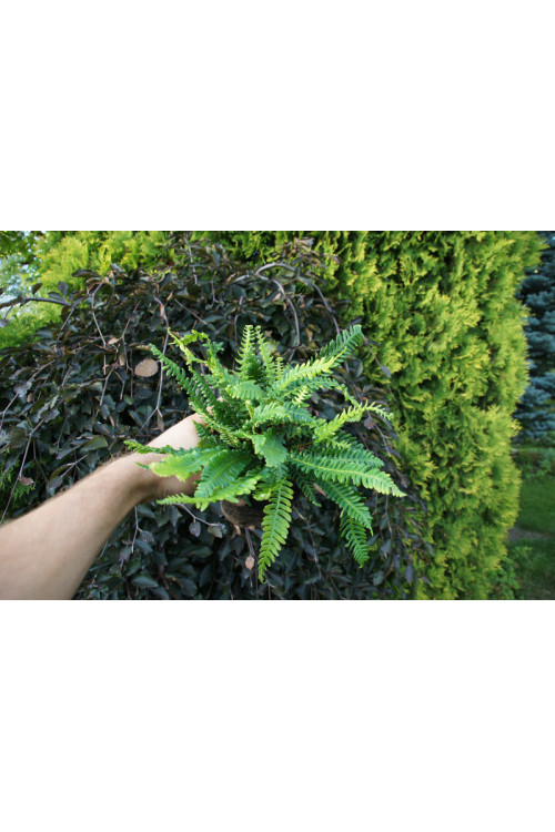 Podrzeń żebrowiec | Blechnum spicant