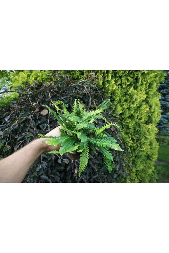 Podrzeń żebrowiec | Blechnum spicant