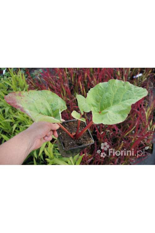 Rabarbar dłoniasty (Rzewień kędzierzawy) | Rheum rabarbarum