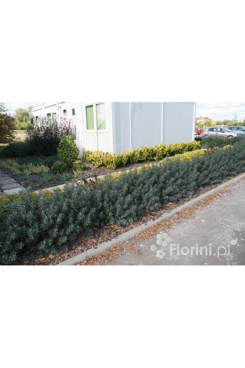 Rokitnik zwyczajny 'Hikul' Hippophae rhamnoides