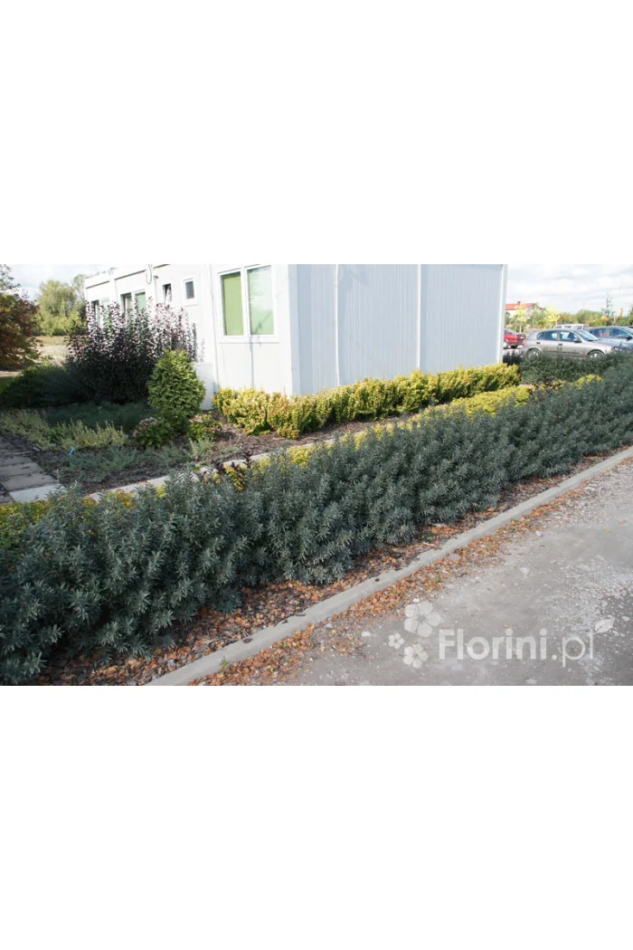 Rokitnik zwyczajny 'Hikul' Hippophae rhamnoides