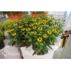 Rudbekia 'Little Goldstar' | Rudbeckia fulgida