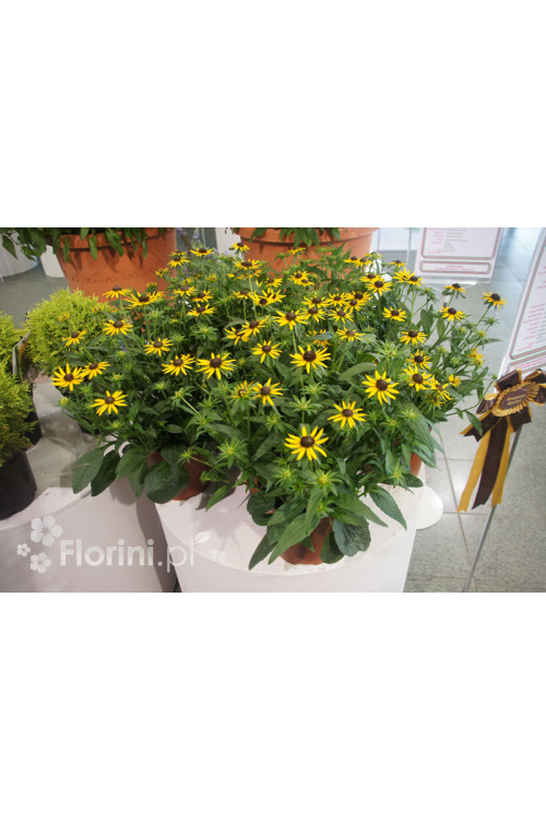 Rudbekia 'Little Goldstar' | Rudbeckia fulgida