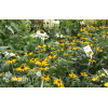 Rudbekia 'Little Goldstar' | Rudbeckia fulgida